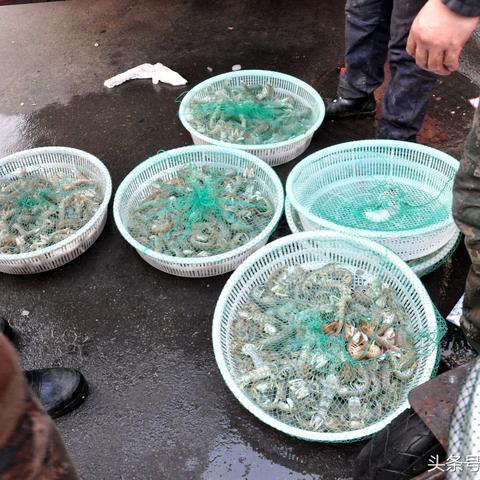 (怎样蒸皮皮虾好吃窍门)如何正确蒸煮皮皮虾才能保持鲜嫩口感和最佳风味