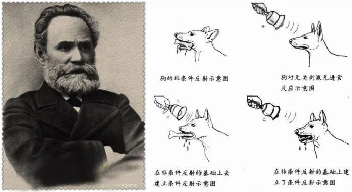 巴甫洛夫很忙小学课本：从动物学家到心理学家，他的传奇学术之路