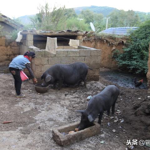 探秘河南养猪大王的成功之路：现代养殖技术与传统管理的完美结合
