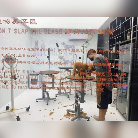 (神奇萌宠研究所)探秘神奇的萌宠世界：可爱呆萌的小伙伴们带来无尽惊喜和欢乐