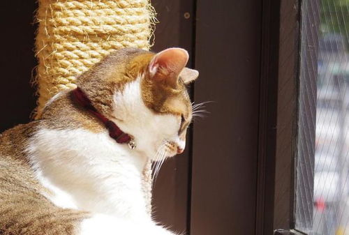 (猫咖不开了猫咪怎么办)为什么总是进不去猫猫咖啡屋？这里可能有什么秘密吗？