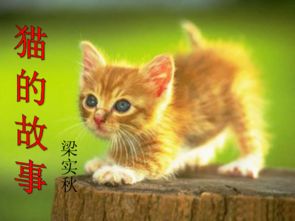 (探索猫百家号)探索猫咪和汤官方正版：享受独特猫咪汤文化的无限乐趣与创意