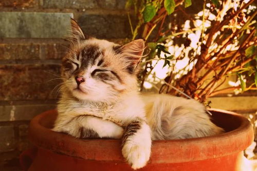 (探索猫百家号)探索猫咪和汤官方正版：享受独特猫咪汤文化的无限乐趣与创意