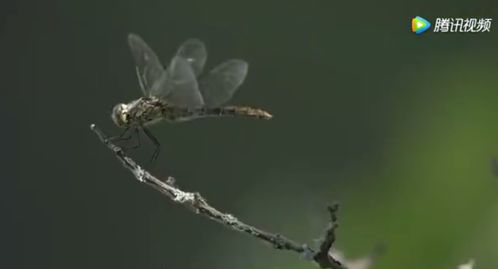 跳跳鱼世界之苍蝇：探索生态平衡的重要性和细微生物对大自然的影响