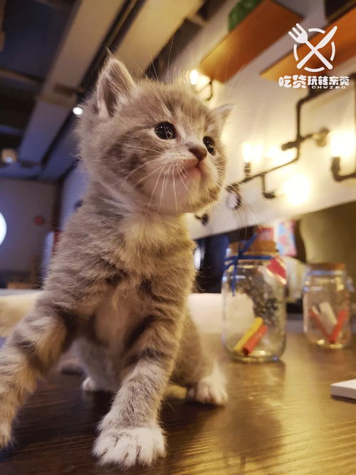 喵喵零食铺：专为爱猫人士打造的优质宠物零食，健康美味陪伴您的猫咪成长！