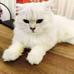 喵喵零食铺：专为爱猫人士打造的优质宠物零食，健康美味陪伴您的猫咪成长！