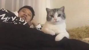 一步一步教你“探探猫大作战”战胜对方的全盘策略攻略，赢在细节的必杀技揭秘