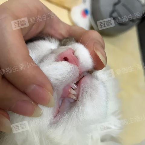 (喵喵合成攻略)喵喵合成屋：打造属于你的梦幻猫咪乐园，让你的爱猫梦想成真