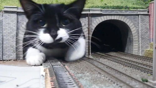 小峰小志的猫咪小院：贴近自然的喵星人生活馆，探索猫咪和人类之间的神秘情感纽带