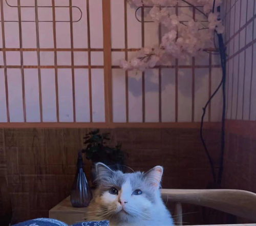 小峰小志的猫咪小院：贴近自然的喵星人生活馆，探索猫咪和人类之间的神秘情感纽带