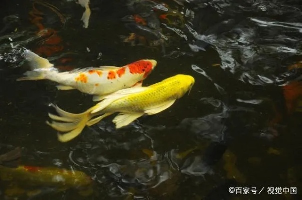 探索与揭秘：锦鱼究竟是何种鱼类，其独特的生存环境和繁殖习性揭示了什么?