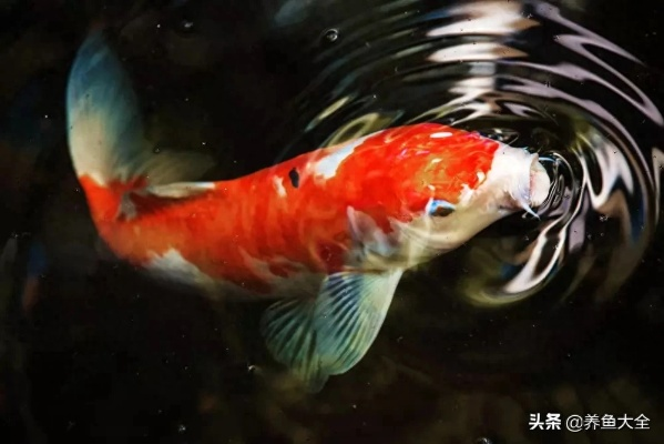 探索与揭秘：锦鱼究竟是何种鱼类，其独特的生存环境和繁殖习性揭示了什么?