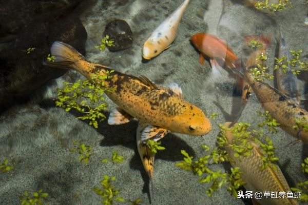 探索与揭秘：锦鱼究竟是何种鱼类，其独特的生存环境和繁殖习性揭示了什么?