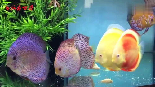 (七彩鱼的水温多少为好)七彩鱼饲养水温控制：如何调节水温才是最适宜的？