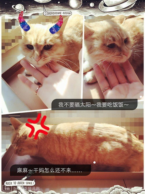 我家猫开的修仙中心：欢迎免费修炼，无广告插播，只需爱心相伴