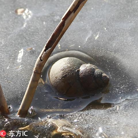 (电影冰冻记忆)冰冷回忆：零下记忆番外故事深藏心底的冰冻往事