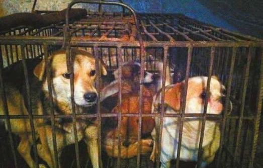 (为什么小狗喜欢挑衅)狗狗为何喜欢挑衅主人？探寻背后的原因和解决方法