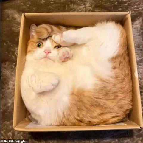 (喵星大乱斗!)喵星乱斗：探索宇宙中的猫咪王国与勇敢冒险的奇幻旅程