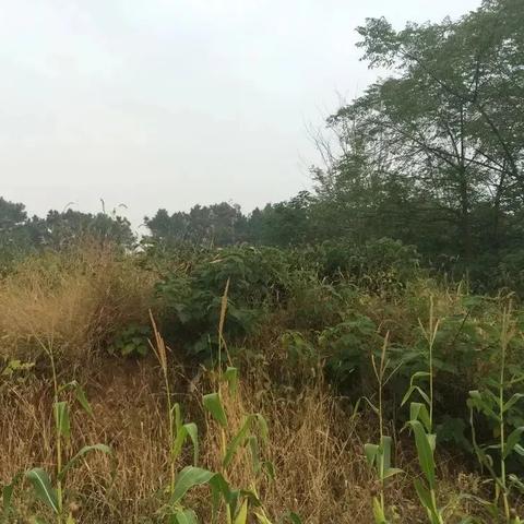 探索幻想神话志中孙悟空的强大阵容与战斗策略，揭秘其角色羁绊与技能搭配