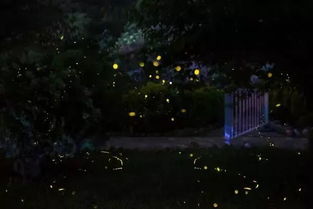 (描写乡村的夜晚虫鸣)乡村夜晚的虫鸣声如流水般绵延，如琴弦般悦耳，如自然交响乐
