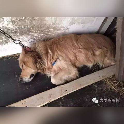 (宠物免费咨询热线)24小时免费宠物咨询服务，专业咨询师助您解决宠物问题