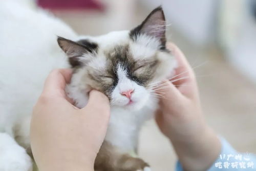 猫之宿约者配音演员：从配音到表演，如何呈现多维度的猫的神秘之宿
