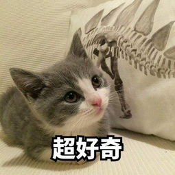 猫之宿约者配音演员：从配音到表演，如何呈现多维度的猫的神秘之宿