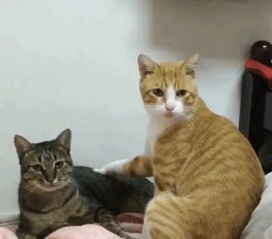 (猫咪亲主人是什么意思)主人亲吻猫咪它知道吗？揭秘猫咪对主人亲昵行为的感知与反应