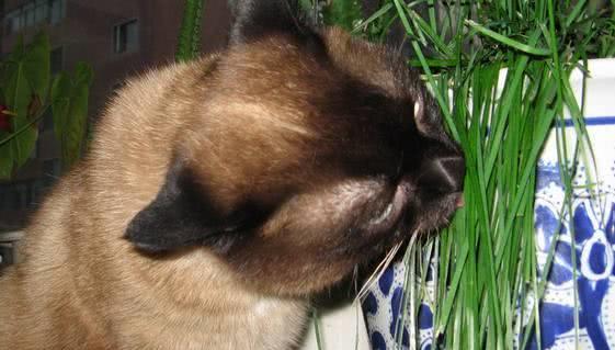 (猫咪亲主人是什么意思)主人亲吻猫咪它知道吗？揭秘猫咪对主人亲昵行为的感知与反应