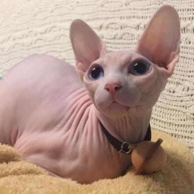 让你的工作更轻松有趣：电脑桌面宠物猫的出现如何改变我们的生活
