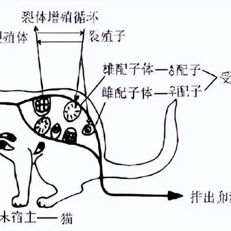 深度挖掘：我推不动啦游戏攻略2-12的秘密技巧，解析完美通关之道