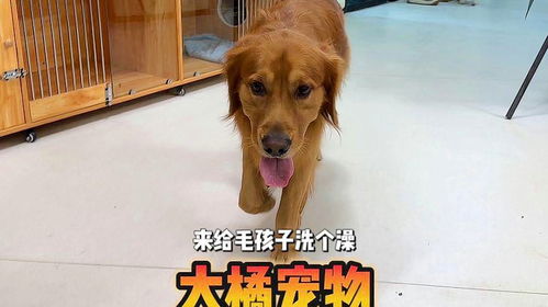 (天天爱宠怎么写)打造爱宠天堂：天天爱萌宠攻略，让您的宝贝健康快乐成长！