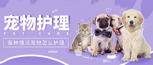 萌宠快线：带你走进可爱宠物们的精彩世界，感受他们带来的快乐与温暖