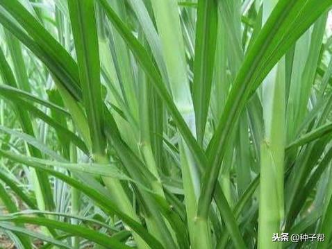 (艾兰岛怎么种植)如何在艾兰岛找到象草叶片的最佳地点与攻略
