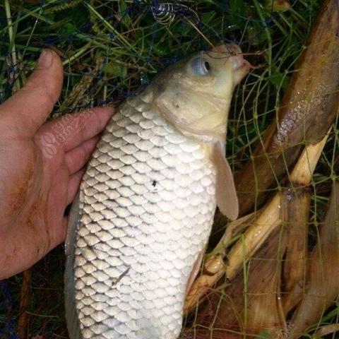 (免费下载钓鱼看漂应用,轻松掌握钓鱼技巧的软件)免费下载钓鱼看漂应用，轻松掌握钓鱼技巧